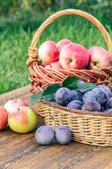 Just picked plums and apples in wicker baskets on old wooden boards