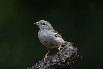 Haussperling (Passer domesticus), Spatz, Hausspatz