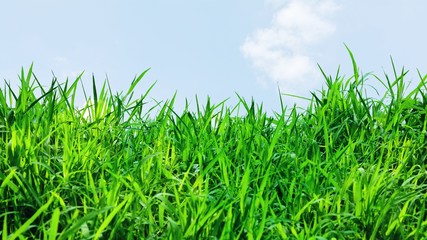 Fototapeta premium Green grass background texture.