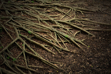 root tree system in the nature