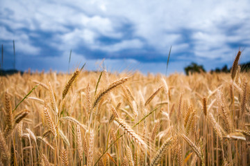 Wheat field with blue skies, clouds. Ears of golden wheat close up. Nature Landscape. Rural Scenery in Southern Germany. Background of ripening ears of wheat field. Rich harvest Concept. 
