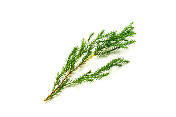 green pine leaves isolated on white background.