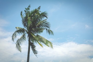 palm coconut tree on the blue sky. - vintage style