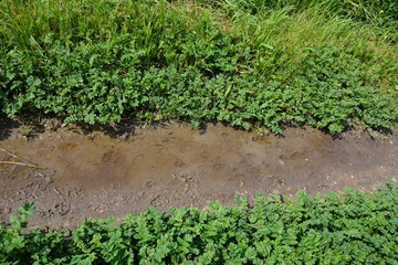Sources of the Yarkon River
