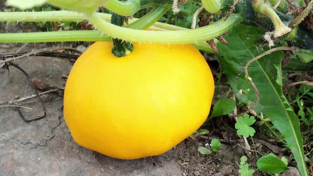 Pattypan squash bud on plant. Growing vegetables in the garden. (Cucurbita pepo)