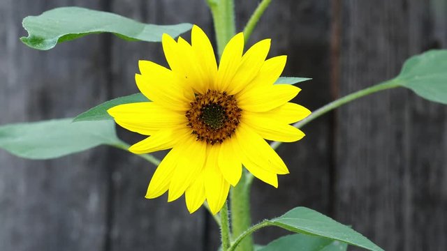 Sunflower blooming on dark background. Summer flowering plant to produce sunflower oil.