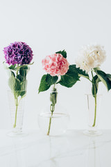 Obraz premium blooming flowers of hydrangea in vases, on white