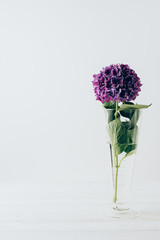 purple hydrangea flower in glass vase, on white