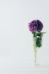 Fototapeten purple hydrangea flower in glass vase, on white © LIGHTFIELD STUDIOS