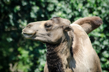 the camel is sunbathing in the sun