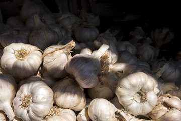 Garlic