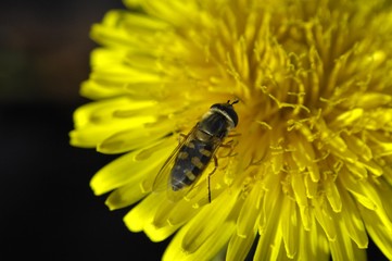 Insecte sur une fleur de pissenlit en macro.