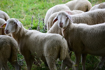 Pecore in montagna che vanno ad abbeverarsi