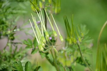 Sources of the Yarkon River
