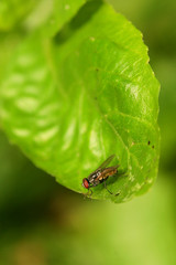A single Fly on a green leaf