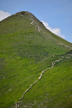 Pecore in fila indiana lungo il monte