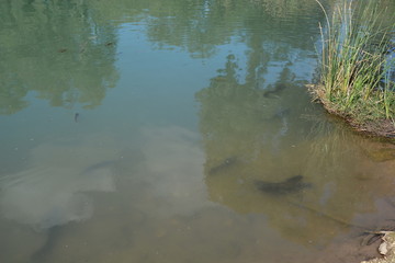 Sources of the Yarkon River
