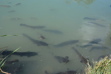 Sources of the Yarkon River
