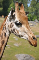 Fototapeta premium Giraffe profile