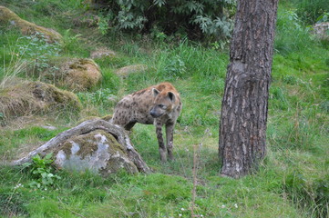 Hyena1
