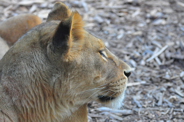 Naklejka premium Lioness