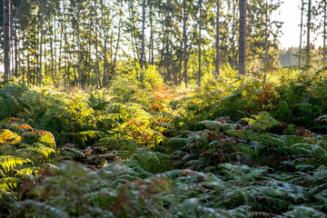 Spätsommer in der Waldlewitz