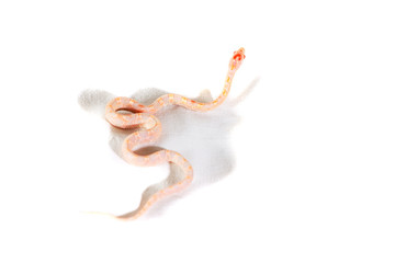 Corn snake isolated