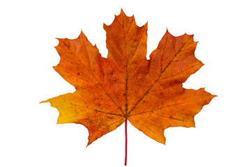 bright red yellow maple leaf on white background