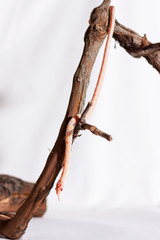 Corn snake isolated