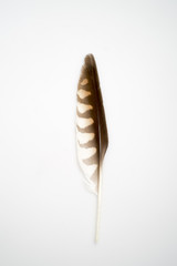 feather in a white background