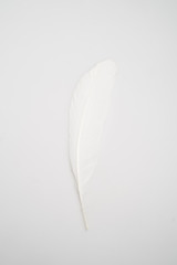 feather in a white background