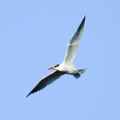 Caspian tern (Sterna caspia)