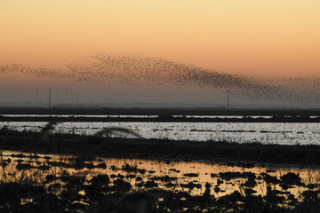 Flock of Black-tailed Godwit (Limosa limosa)