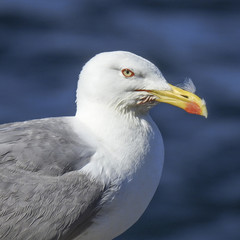 Yellow-legged gull (Larus michahellis) head