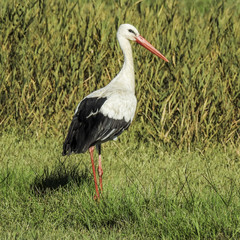 White stork (Ciconia ciconia)