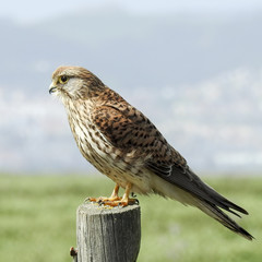 Common kestrel (Falco tinnunculus) female - obrazy, fototapety, plakaty