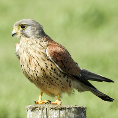 Common kestrel (Falco tinnunculus) male