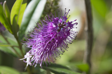Planta Hebe con flor - Bottlebrush