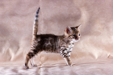Naklejka premium Graceful bengal kitten
