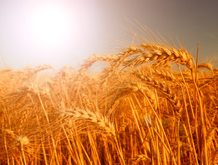 Wheat field. Ears of golden wheat close up.