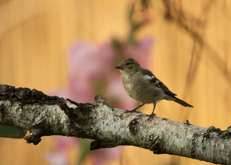 Young Chaffinch (Fringilla coelebs) perching in the morning light