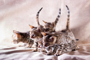Graceful bengal kittens
