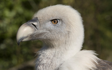 Portret van een vale gier © renatepeppenster