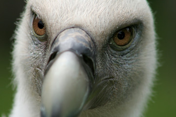 Close-up van een vale gier