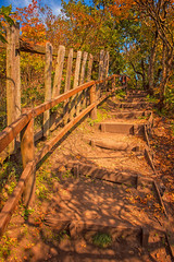 Pathway in the forest