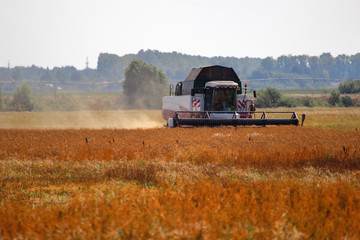Fototapeta premium The harvesting combine in the hot summer field 
