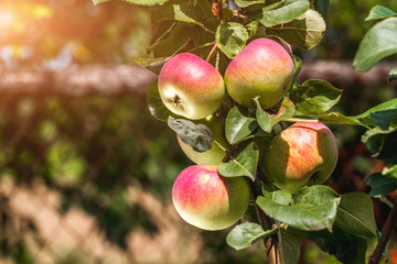 Ripe, juicy, sweet apples on the branches. Harvesting, gardening