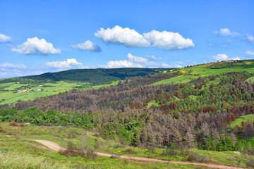Naklejka premium Italy, Puglia region, typical hilly landscape in spring