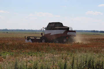 Naklejka premium The harvesting combine in the hot summer field 