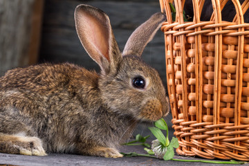 A brown, small, furry rabbit eats a clover on a wooden background, next to a basket. Rabbit ears